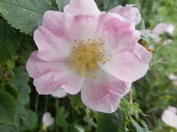 Hagebutte Wildrose Blüten Bio-Qualität zum Räuchern